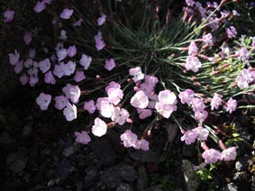 Dianthus gratianopolitanus 'albus'